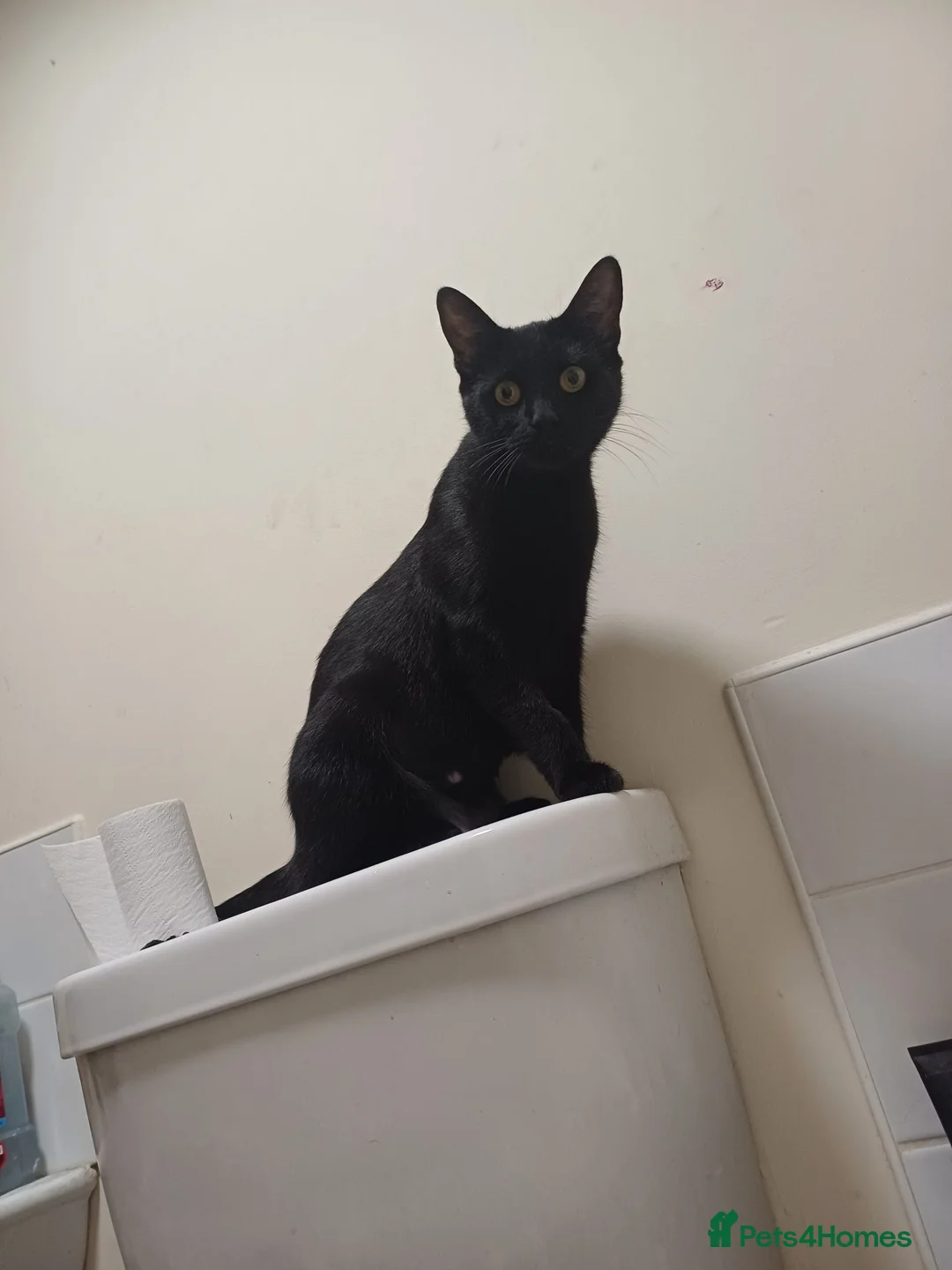 British Shorthair cats for sale: Grumio & Stevie  in Redditch - Advert 2