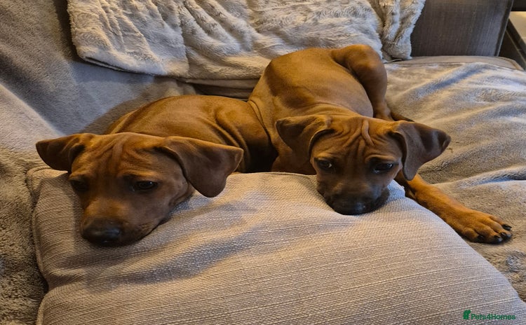 Rhodesian Ridgeback dogs - Advert 1