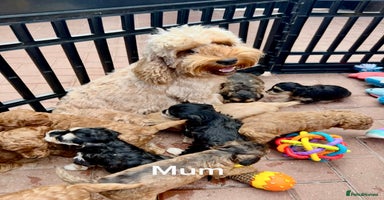 Cockapoo dogs - Advert 5