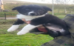 Border Collie dogs for sale: 3 handsome male border collies for sale  - Image 2