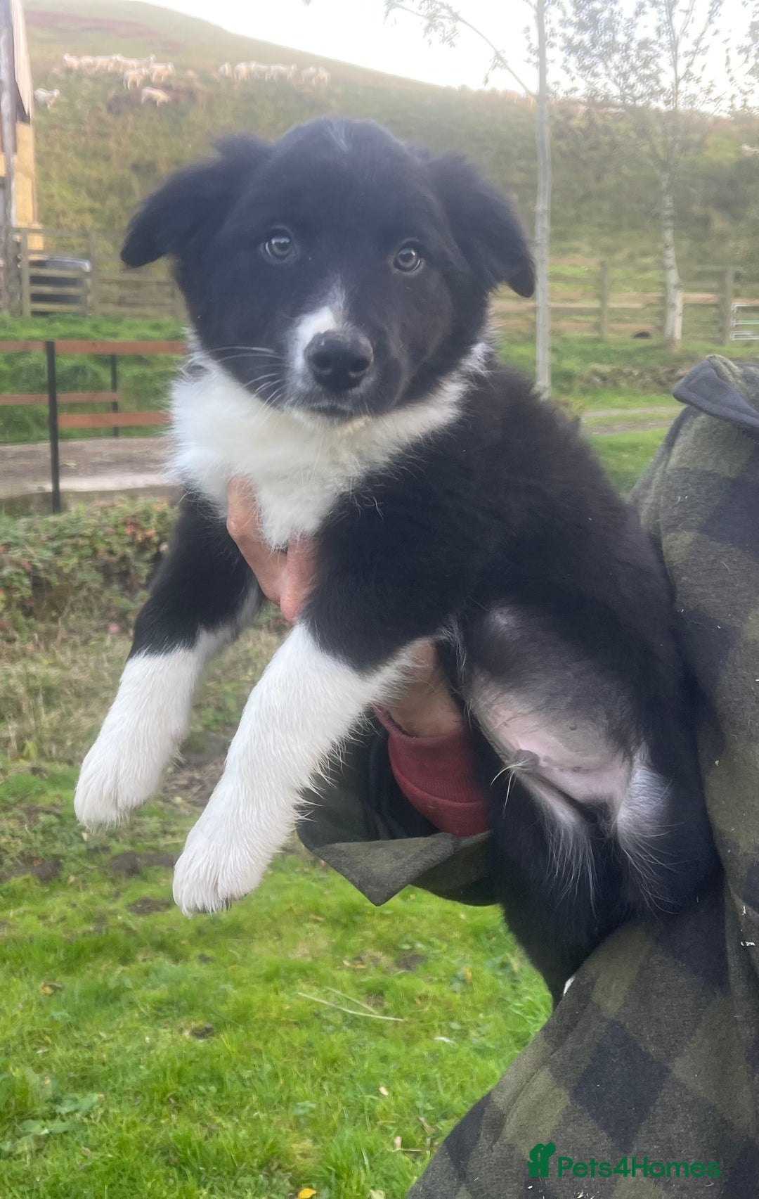 Border Collie dogs for sale: 3 handsome male border collies for sale  - Image 2