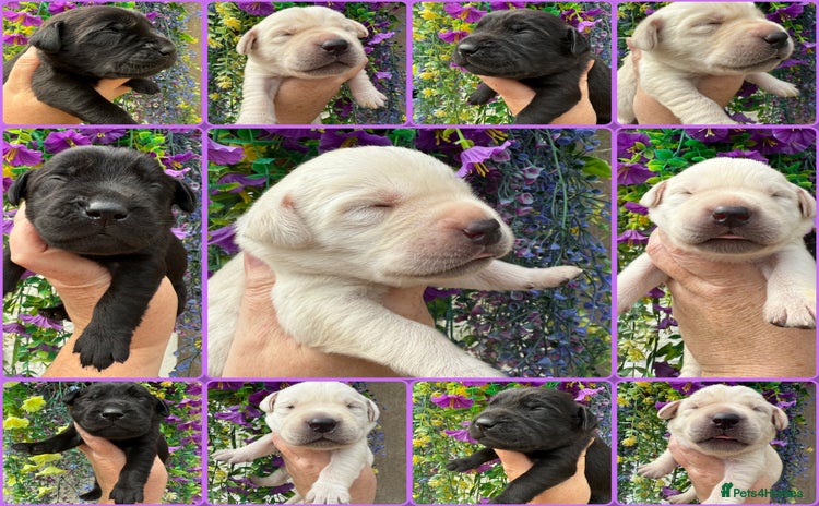 Labrador Retriever dogs - Advert 4
