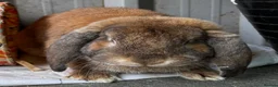 French Lop rabbits for sale: Male pure French lop  - Advert 3