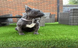French Bulldog dogs for sale: French bulldog. - Image 4