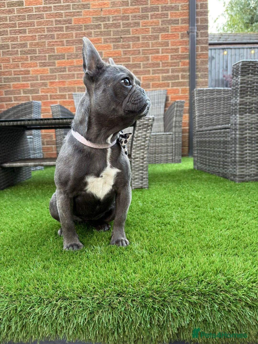 French Bulldog dogs for sale: French bulldog. - Image 4