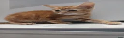 Mixed Breed cats for sale: 5 adorable kittens for forever homes - Advert 5