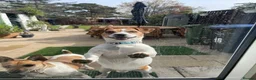 Jack Russell dogs for sale: Jack Russell 4 Sale - Advert 14