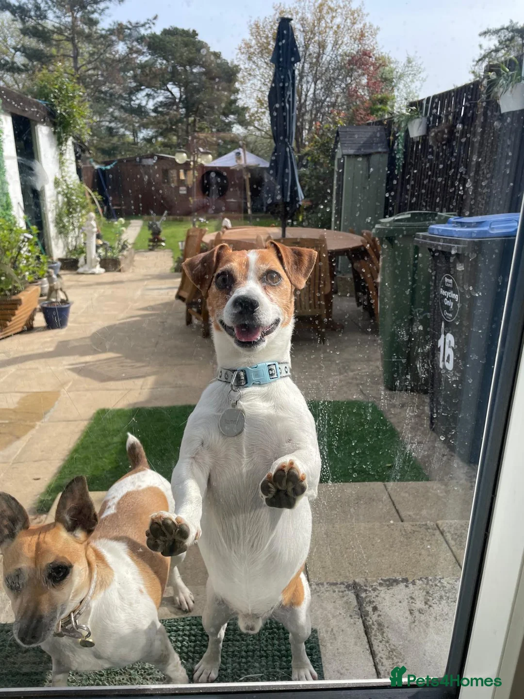 Jack Russell dogs for sale: Jack Russell 4 Sale - Advert 14
