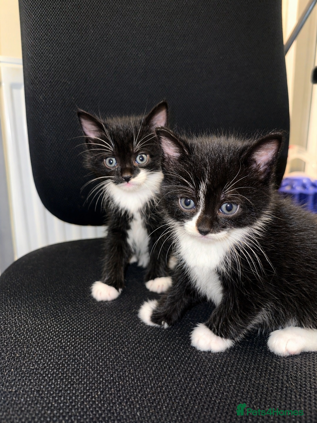 Mixed Breed cats Fluffy Maincoon X child friendly kittens  - Advert 1