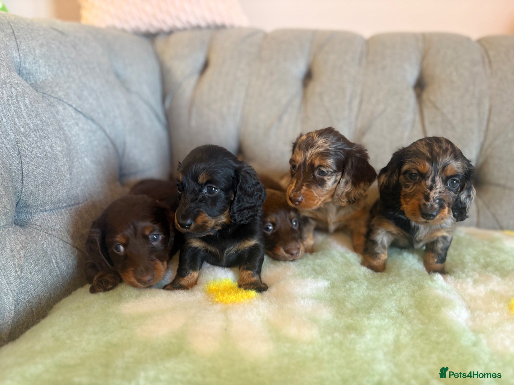 Miniature Dachshund dogs Miniature Long Haired Daschunds - Advert 1