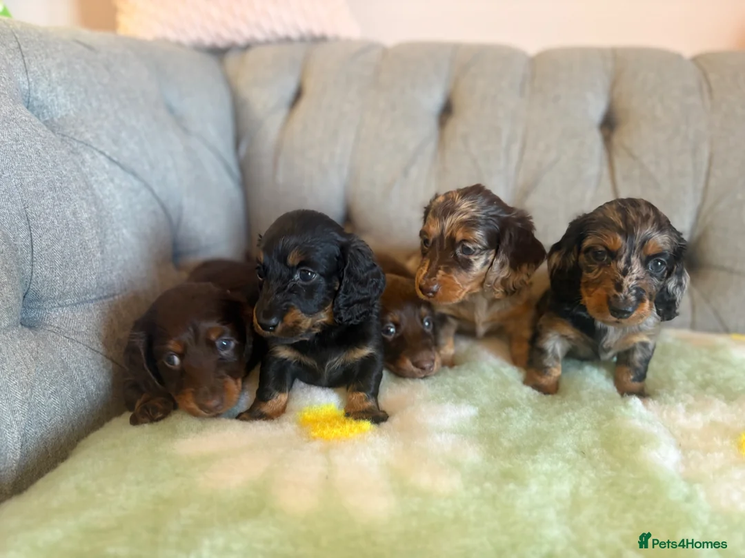 Miniature Dachshund dogs for sale: Miniature Long Haired Daschunds - Advert 1