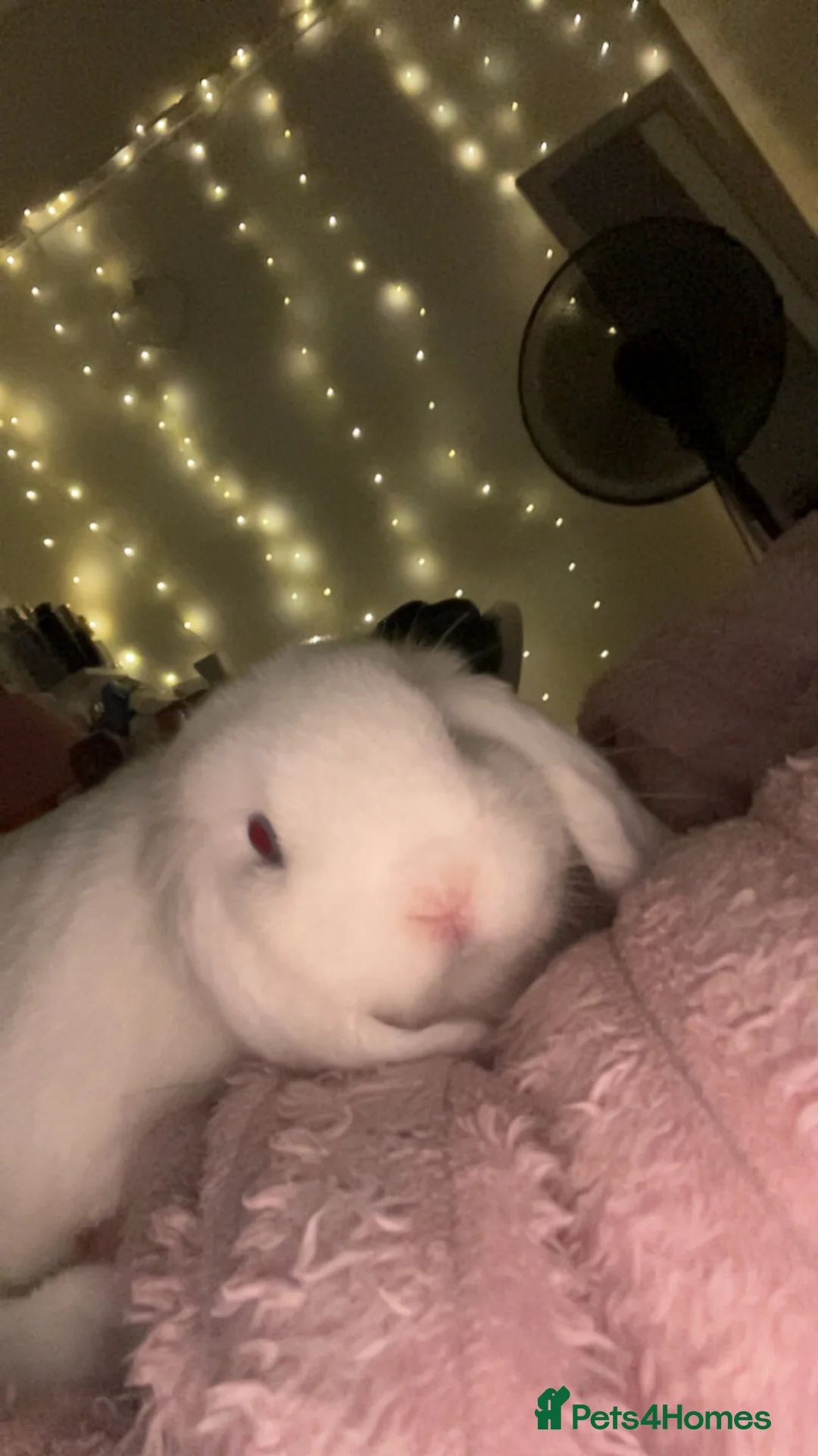 Mini Lop rabbits for sale: beautiful mini lop in Plymouth - Advert 3