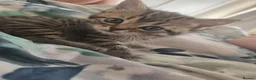 British Shorthair cats for sale: Brittish shorthair cross Bengal  in Southend-on-Sea - Advert 3