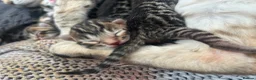 Bengal cats for sale: Bengal kittens  - Advert 12