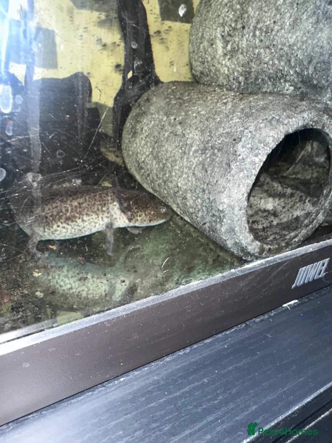 Axolotl reptiles for sale: 2 x male axolotyls  - Advert 3