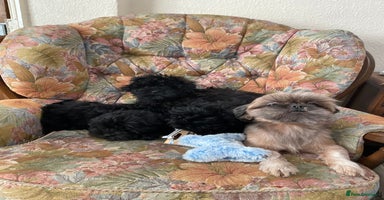 Shihpoo dogs Gorgeous shihpoo puppies  - Advert 8