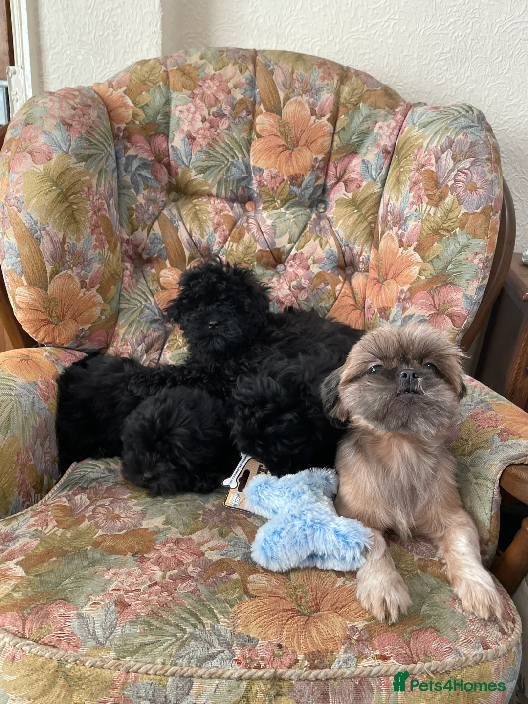 Shihpoo dogs for sale: Gorgeous shihpoo puppies  - Advert 3