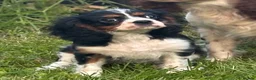 Cavalier King Charles Spaniel dogs for sale: 🐶 Health tested Cavalier King Charles Puppies 🐶  - Advert 11