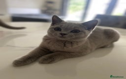British Shorthair cats for sale: 🐾 TOP QUALLITY LILAC BSH reg GCCF purebred 🐾 - Image 8