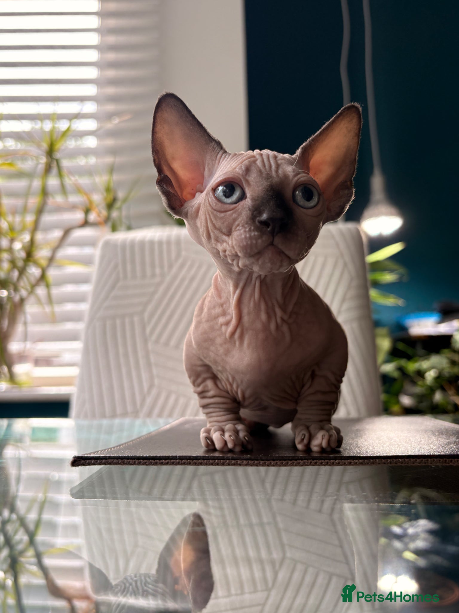 Sphynx cats for sale: Sphynx bambino kittens available 🐈‍⬛🐈 - Advert 22