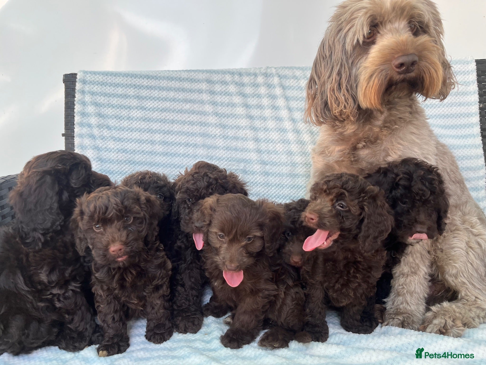 Cockapoo dogs CHOCOLATE COCKAPOOS GIRLS/BOYS PUPPYS PRA CLEAR - Advert 1