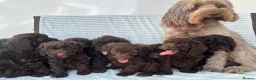 Cockapoo dogs for sale: CHOCOLATE COCKAPOOS GIRLS/BOYS PUPPYS PRA CLEAR - Advert 2