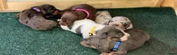 Miniature Dachshund dogs for sale: True Miniature dachshund last boy last girl  - Advert 18