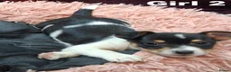 Jack Russell dogs for sale: Pure Jack Russell pups for sale - Advert 12