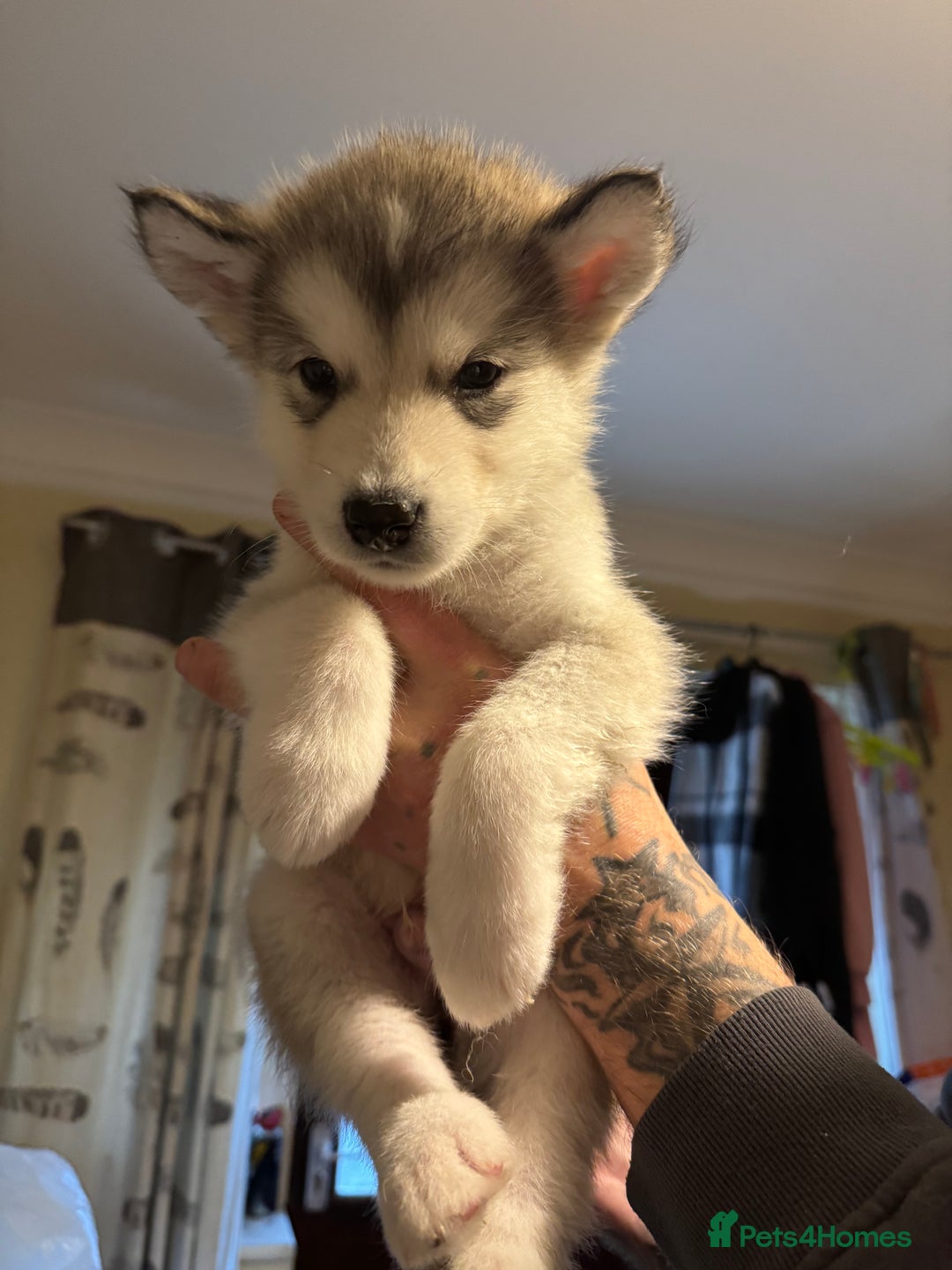 Alaskan Malamute dogs for sale: 3 left beautiful Alaskan malamute puppies  - Advert 14
