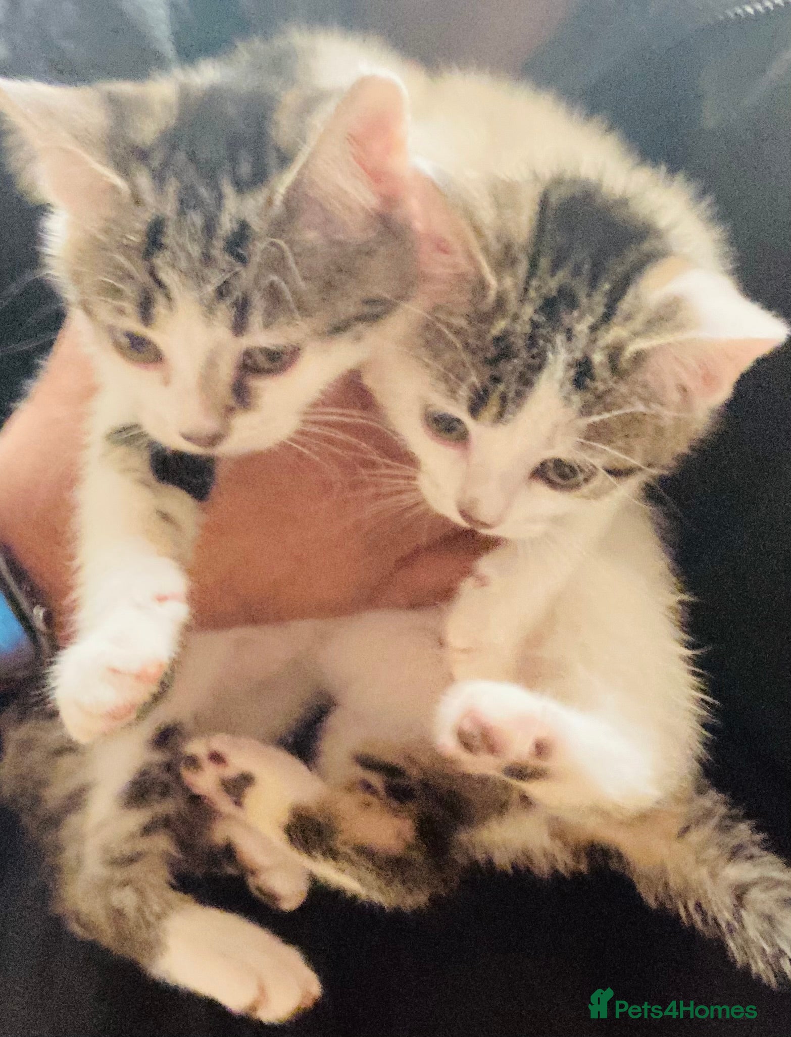 Mixed Breed cats Stunning Ragdoll x Bengal kittens ready now  - Advert 14