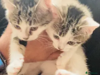 Mixed Breed cats Stunning Ragdoll x Bengal kittens ready now - Advert 14