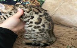 Bengal cats for sale: ❤️ PURE BENGAL KITTENS ❤️ - Image 4