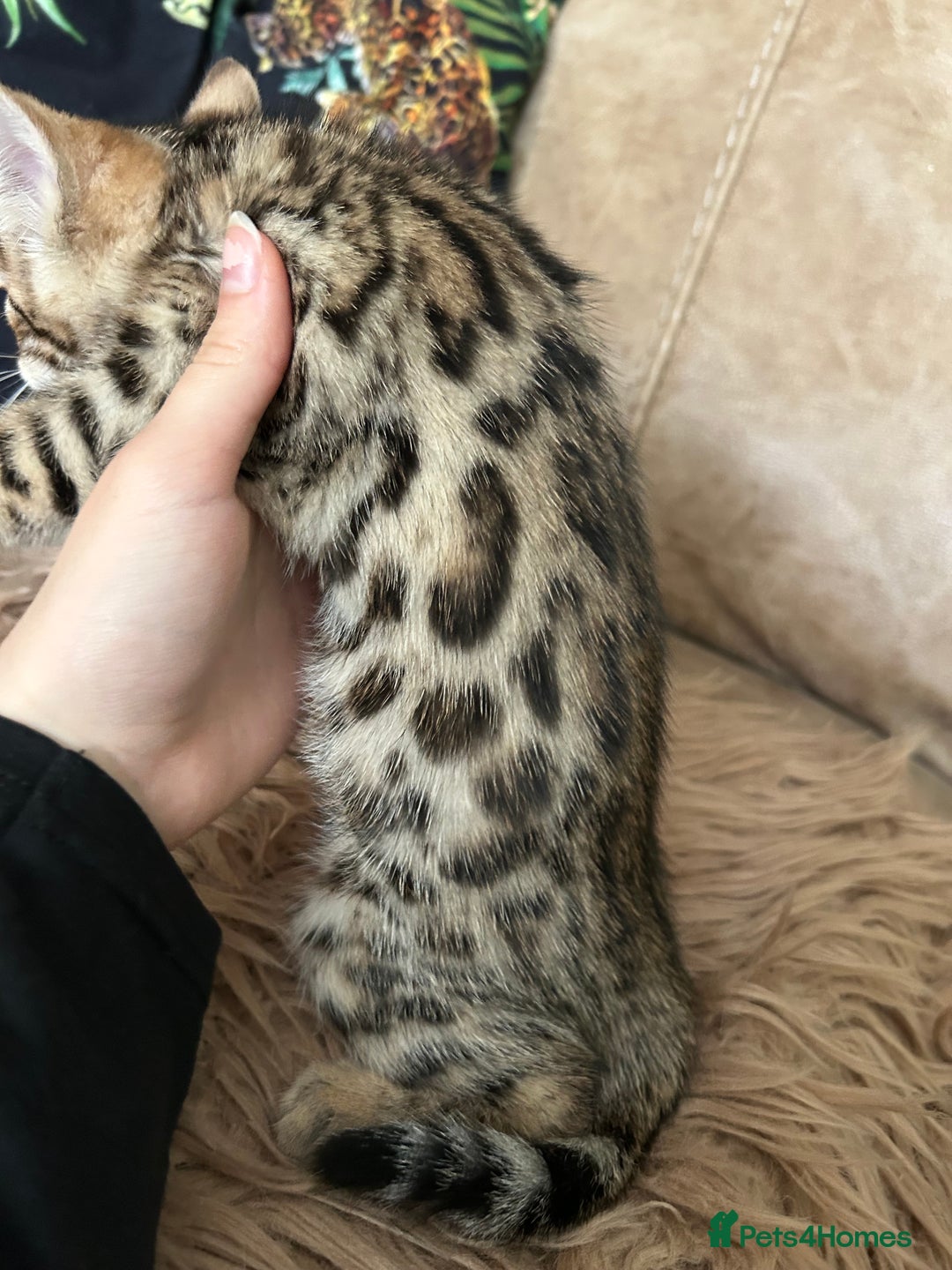 Bengal cats for sale: ❤️ PURE BENGAL KITTENS ❤️ - Image 4