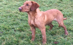 Labrador Retriever dogs for sale: Fully health tested KC reg 5 year old labrador - Image 2