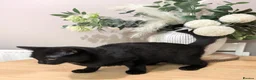 Mixed Breed cats for sale: Kitten - Advert 4