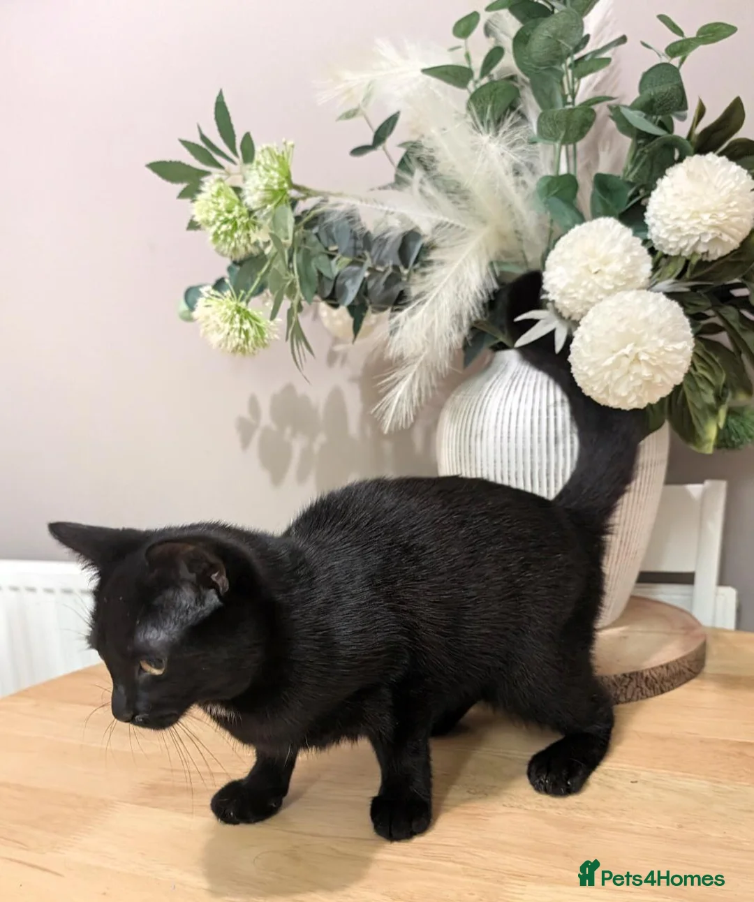 Mixed Breed cats for sale: Kitten - Advert 4