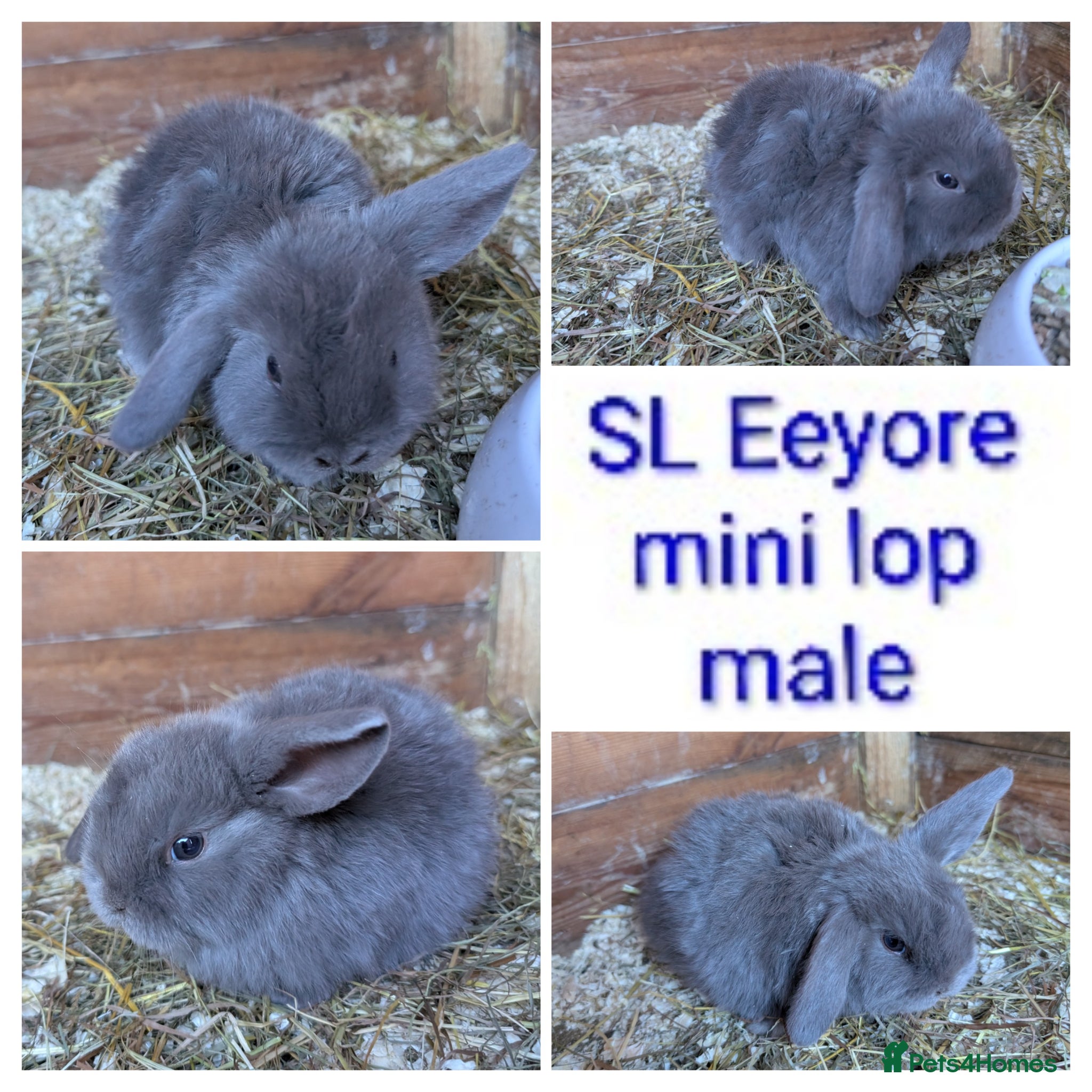 Mini Lion Lop rabbits Minilops and plush lops - Advert 8
