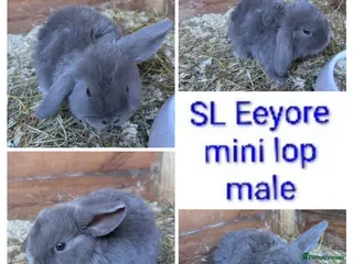 Mini Lion Lop rabbits Minilops and plush lops - Advert 8