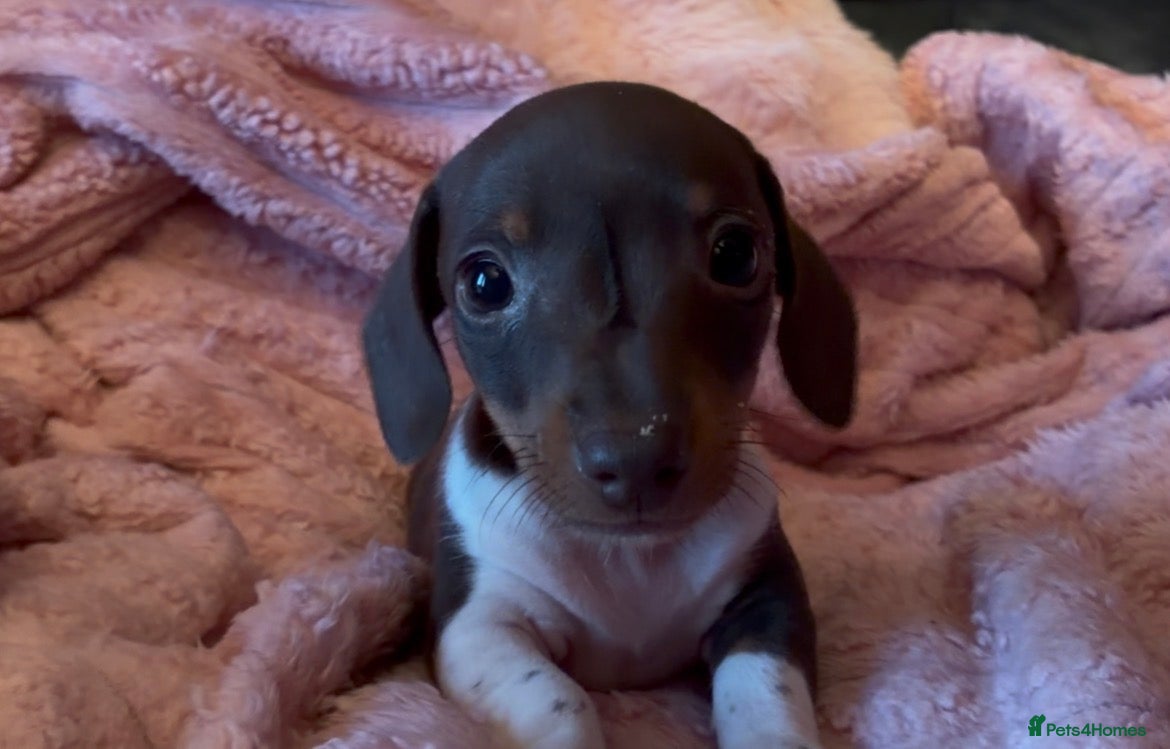 Miniature Dachshund dogs Beautiful miniature dachshund puppies  - Advert 2