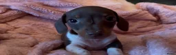 Miniature Dachshund dogs for sale: Beautiful miniature dachshund puppies  - Advert 14
