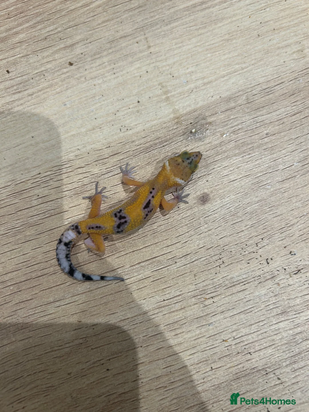 Gecko reptiles for sale: Baby leopard geckos for sale   - Advert 2