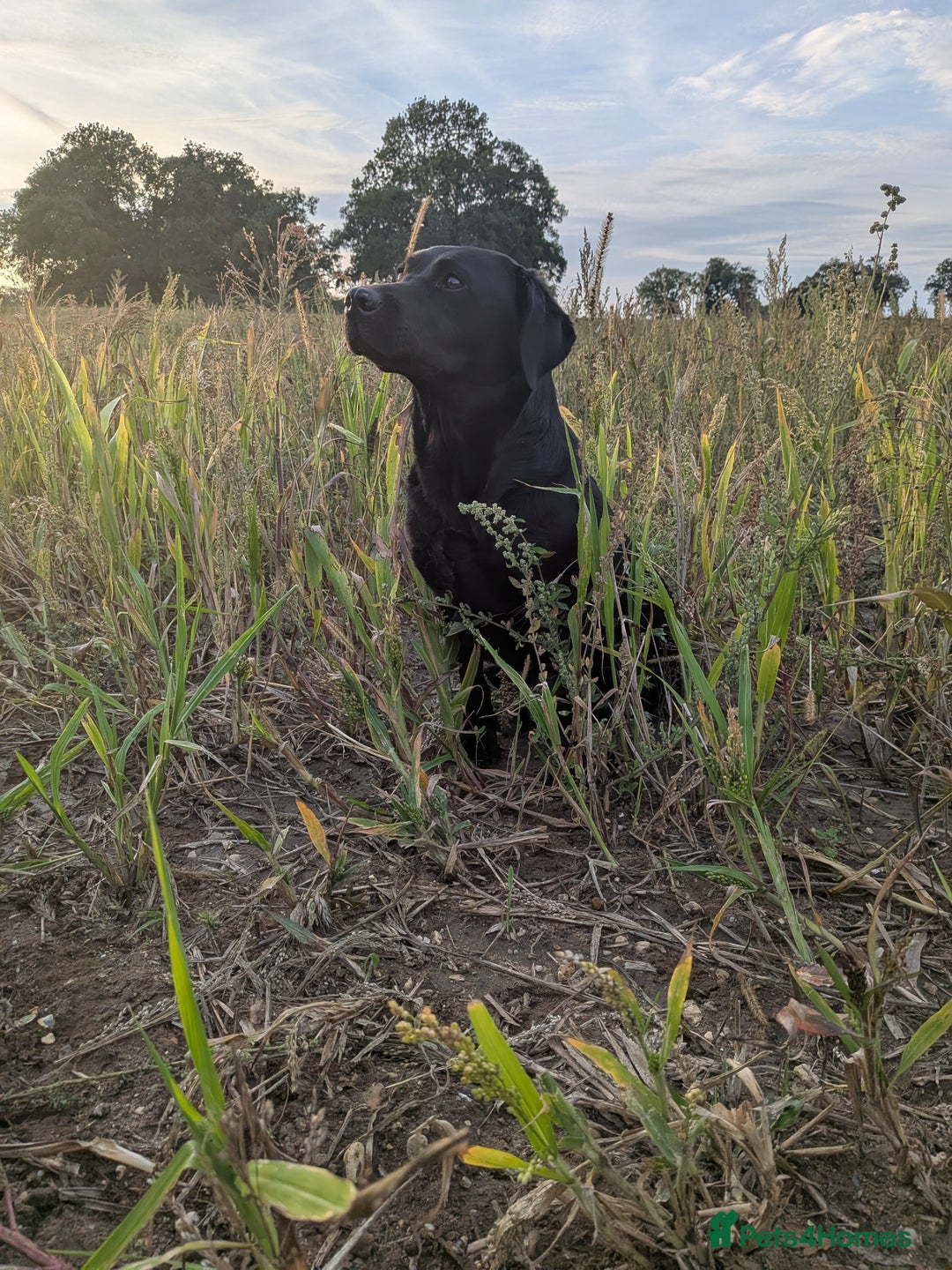 Labrador Retriever dogs for sale: Labrador puppies - Advert 9