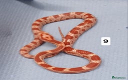 Corn Snake reptiles for sale: Corn Snake Morph Hatchling's  - Image 18