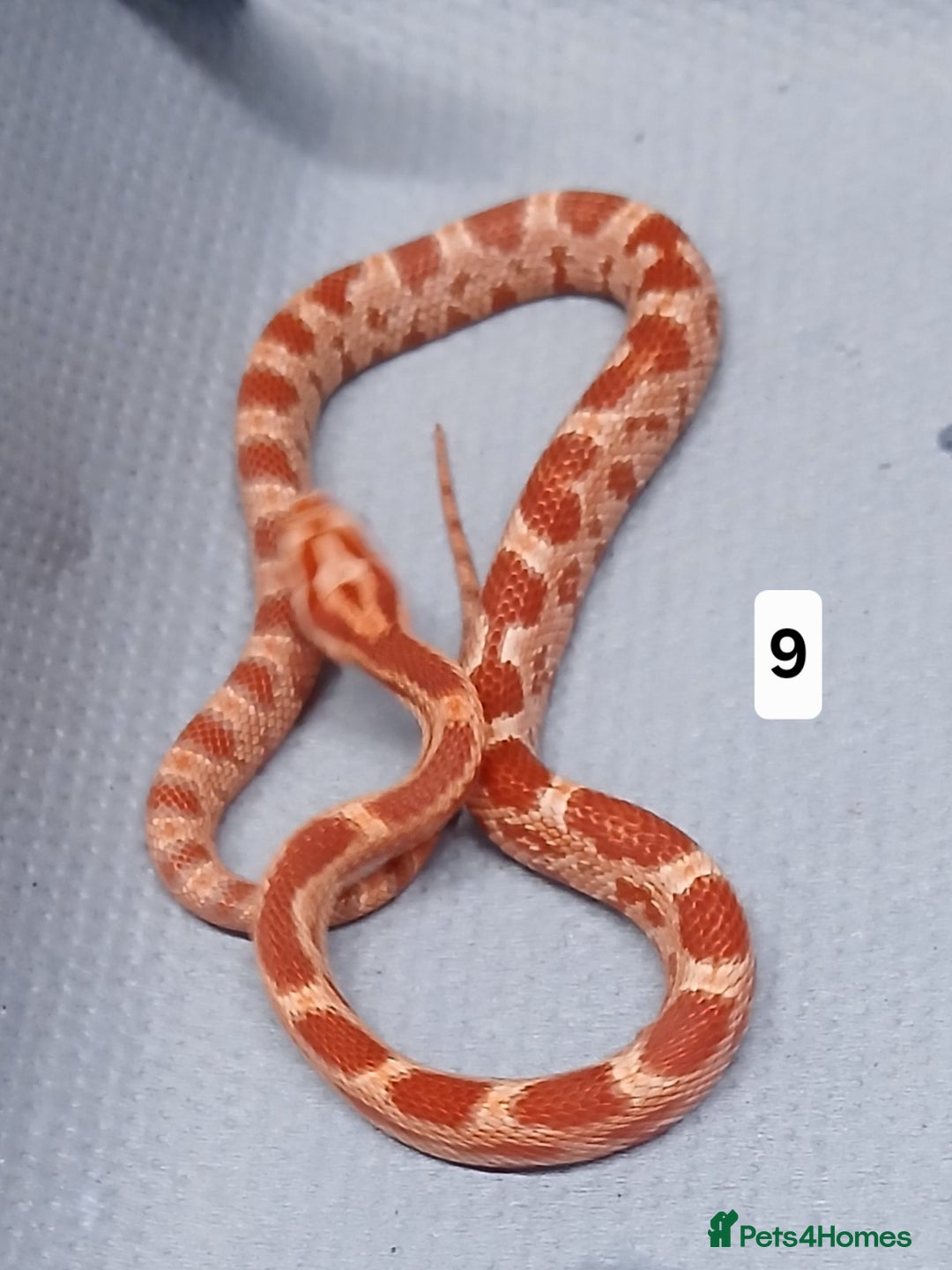 Corn Snake reptiles for sale: Corn Snake Morph Hatchling's  - Image 18