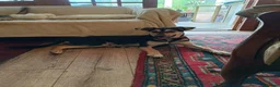 Mixed Breed dogs for adoption: Loving Maisie for adoption  - Advert 5