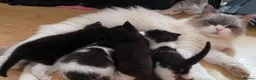 Mixed Breed cats for sale: Cross ragdolls kittens for sale  in Hereford - Advert 1