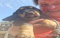 Cocker Spaniel dogs for sale: Cocker Spaniel puppies - Image 17