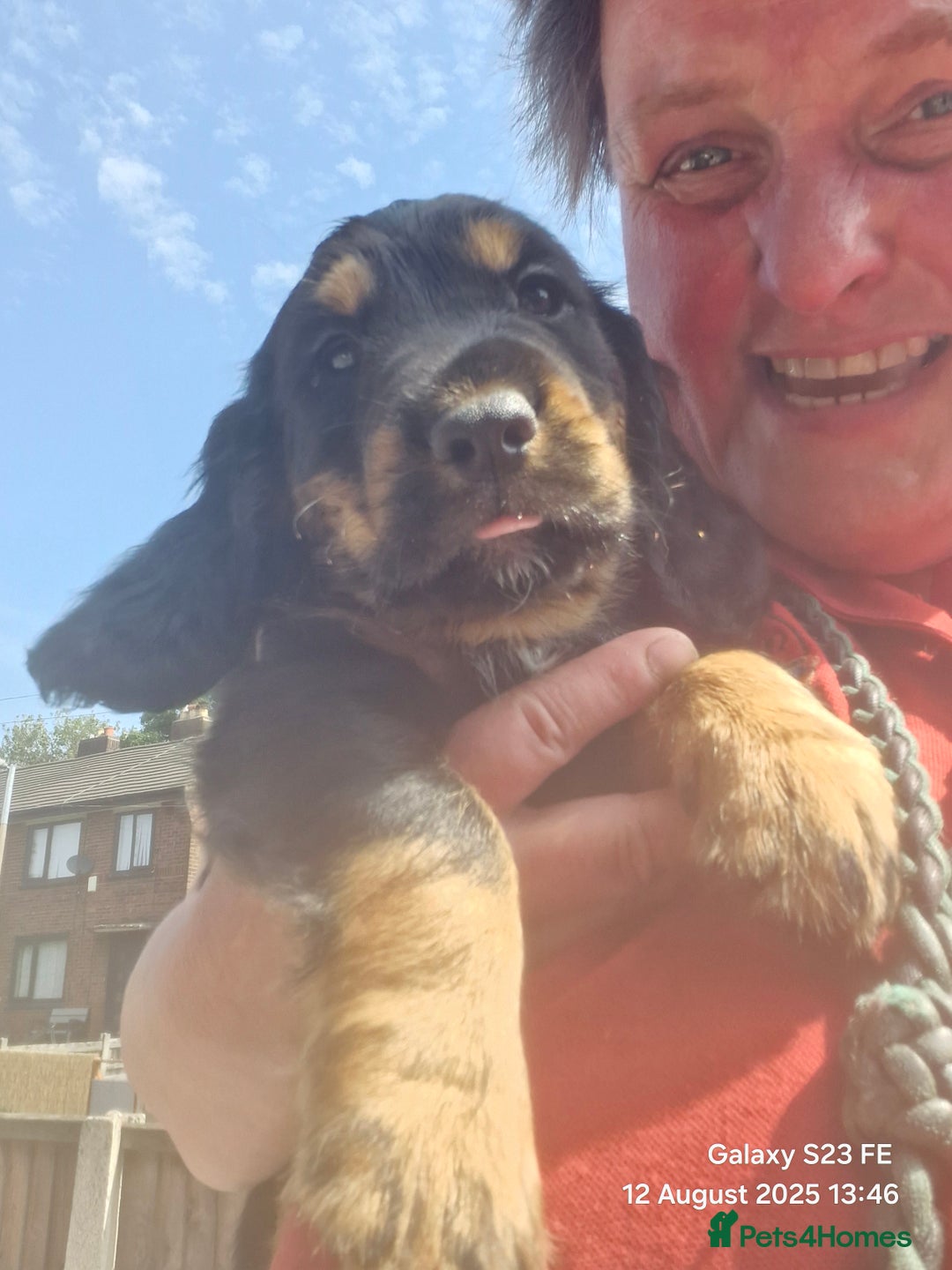 Cocker Spaniel dogs for sale: Cocker Spaniel puppies - Image 17