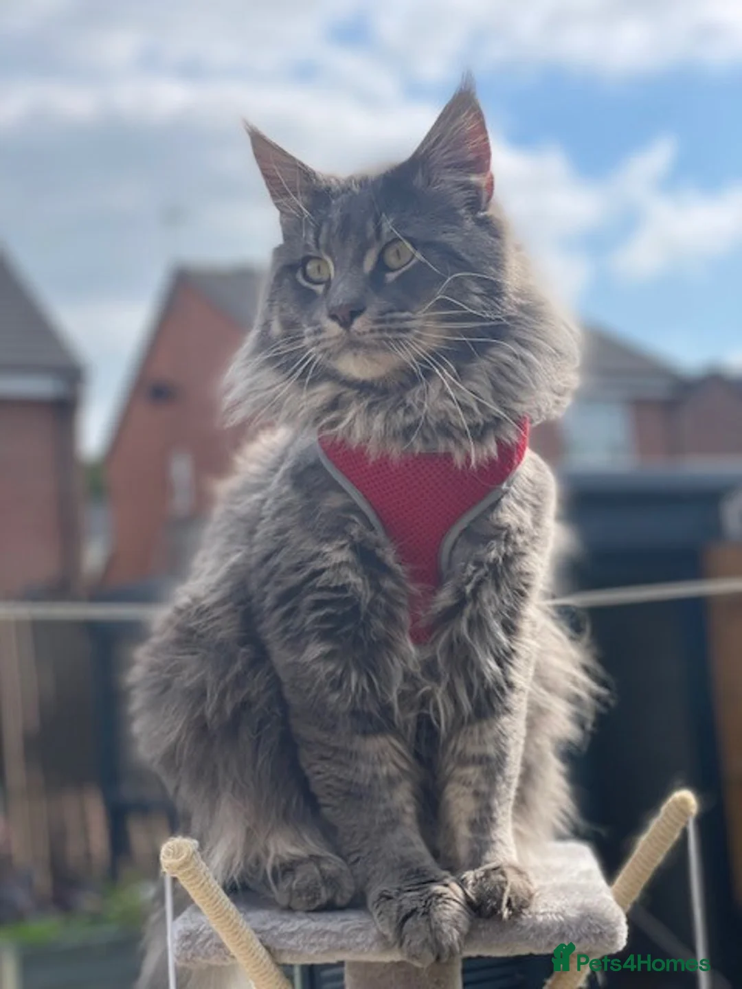 Maine Coon cats for sale: 💙 Big Boy Bertie 💙 - Advert 1