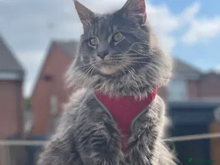 Maine Coon cats 💙 Big Boy Bertie 💙 - Advert 6
